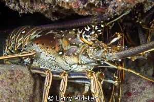 A pair of these big boys hiding in the swim thrus at Blue... by Larry Polster 